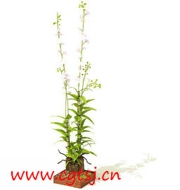 C4D模型md4399_nb6929_w256_h269_x的图片