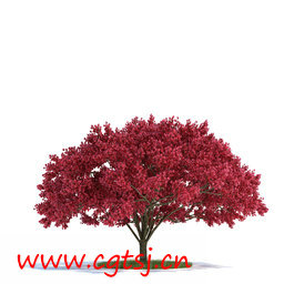 C4D模型md5591_nb8103_w256_h256_x的图片