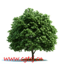 C4D模型md5595_nb8107_w256_h256_x的图片