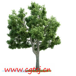 C4D模型md5608_nb8120_w256_h256_x的图片