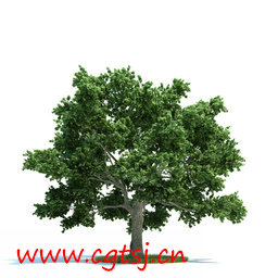C4D模型md5609_nb8121_w256_h256_x的图片