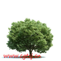 C4D模型md5626_nb8138_w256_h256_x的图片