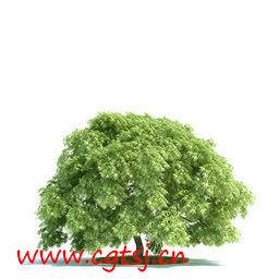 C4D模型md5635_nb8147_w256_h256_x的图片
