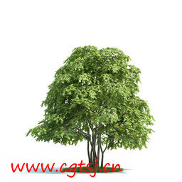 C4D模型md5637_nb8149_w256_h256_x的图片